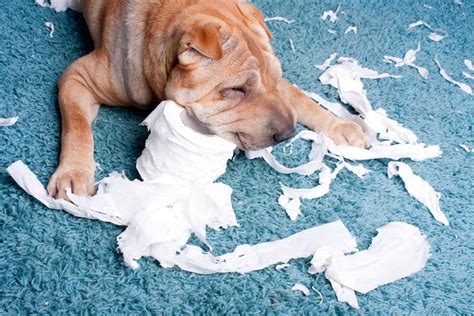 Why Does My Dog Eat Toilet Paper with Poop: A Multi-Layered Exploration